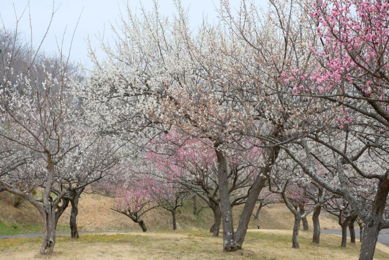 2022/03/15【開花状況】河津桜、梅、クリスマスローズ