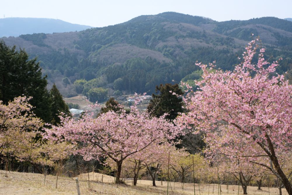 2022/03/17【開花状況】河津桜、ハクモクレン