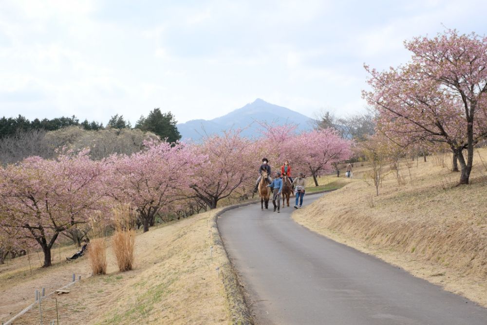 2022/03/17【開花状況】河津桜、ハクモクレン