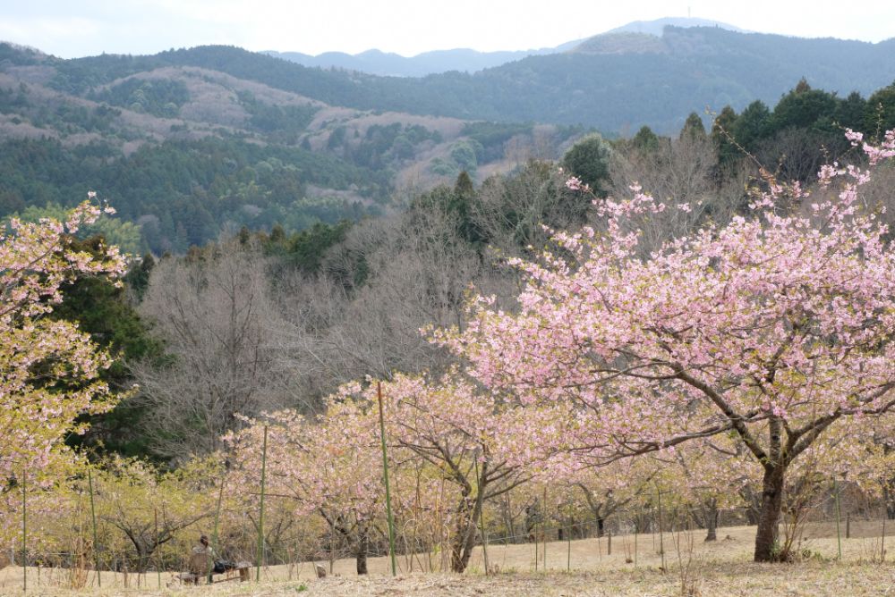 2022/03/17【開花状況】河津桜、ハクモクレン