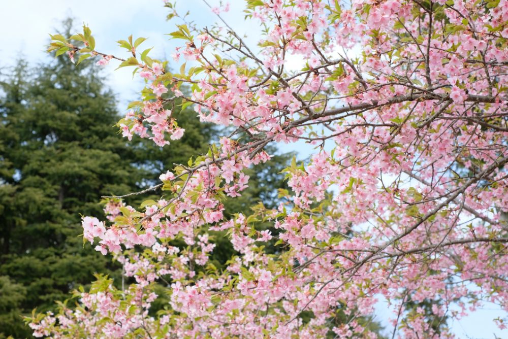 2022/03/17【開花状況】河津桜、ハクモクレン