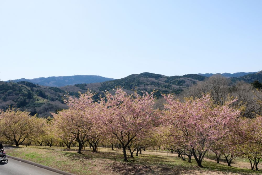 2022/03/20【開花状況】サンシュユ、河津桜、ハクモクレン、梅