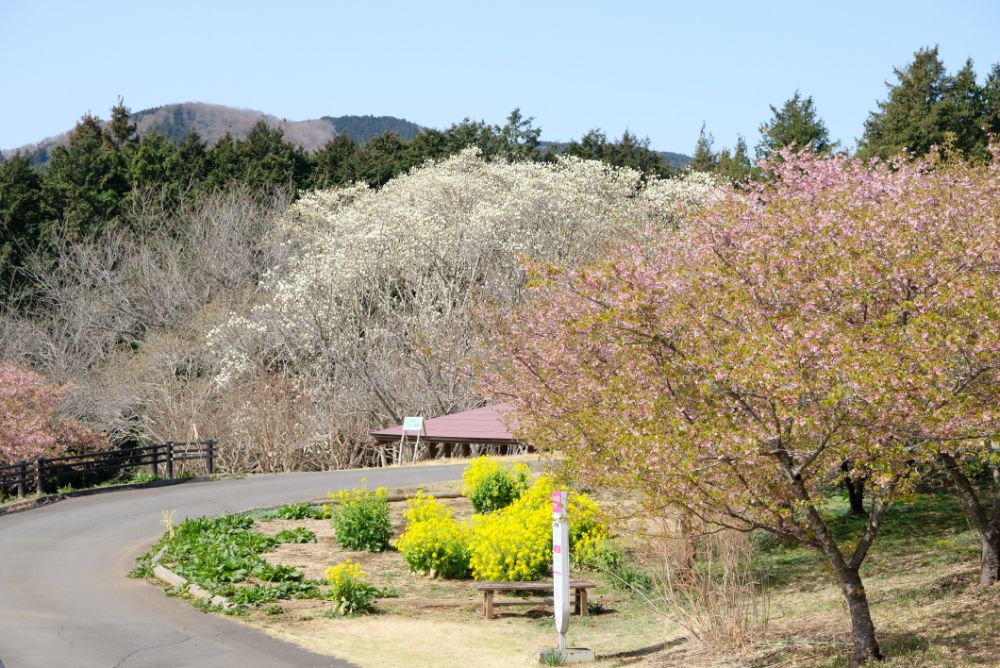 2022/03/20【開花状況】サンシュユ、河津桜、ハクモクレン、梅