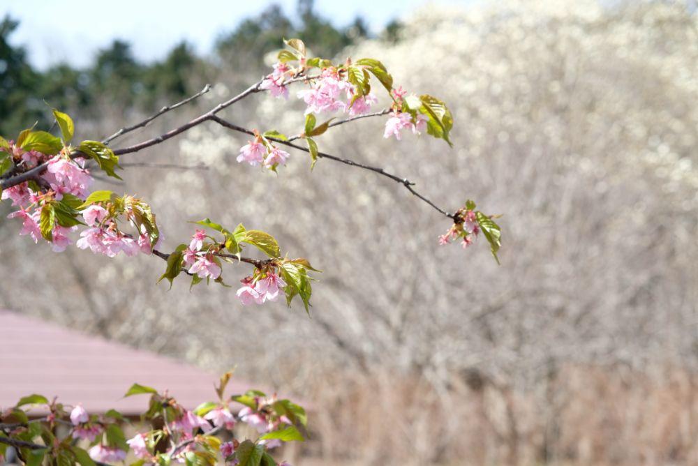 2022/03/20【開花状況】サンシュユ、河津桜、ハクモクレン、梅