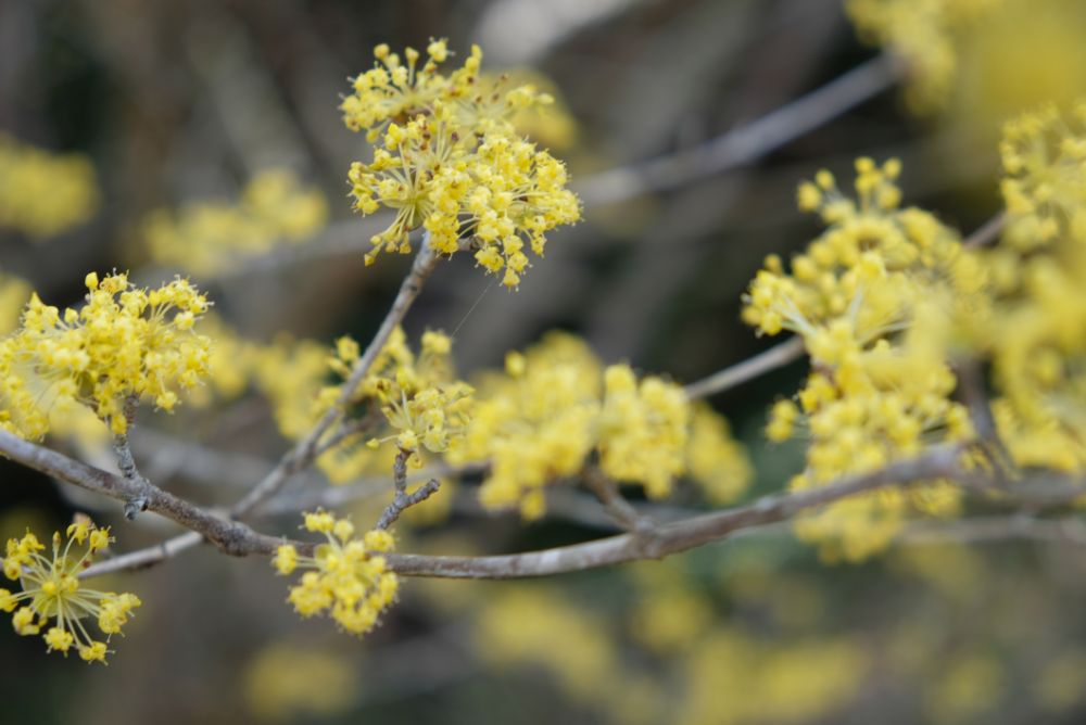 2022/03/20【開花状況】サンシュユ、河津桜、ハクモクレン、梅