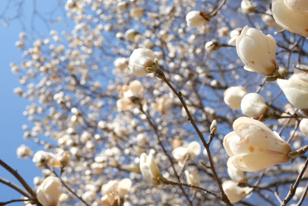 2022/03/24【開花状況】サンシュユ、桜、ハクモクレン、ミツマタ