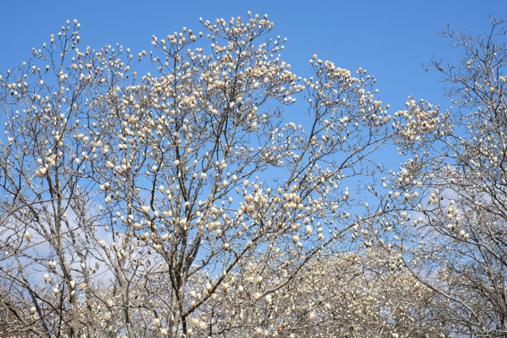 2022/03/24【開花状況】サンシュユ、桜、ハクモクレン、ミツマタ