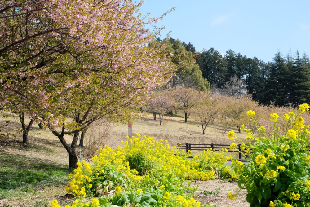 2022/03/24【開花状況】サンシュユ、桜、ハクモクレン、ミツマタ