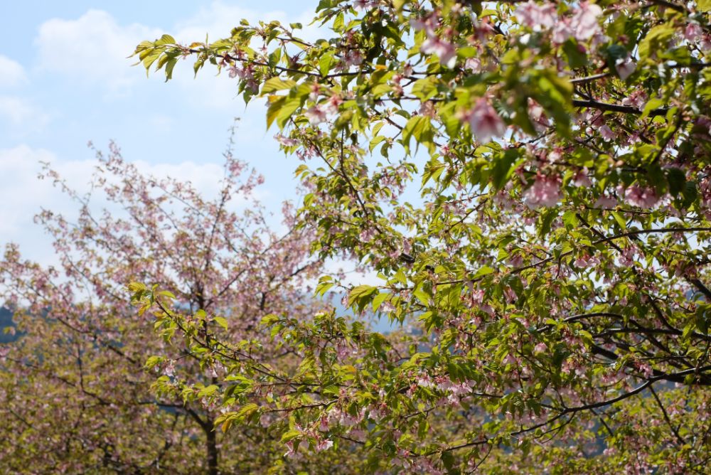 2022/03/24【開花状況】サンシュユ、桜、ハクモクレン、ミツマタ