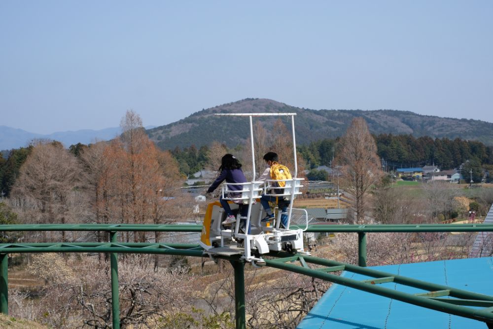 2022/03/28【開花状況】桜、ハクモクレン、ミツマタ、菜の花