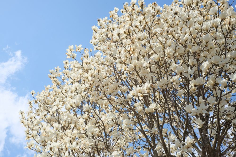 2022/03/28【開花状況】桜、ハクモクレン、ミツマタ、菜の花