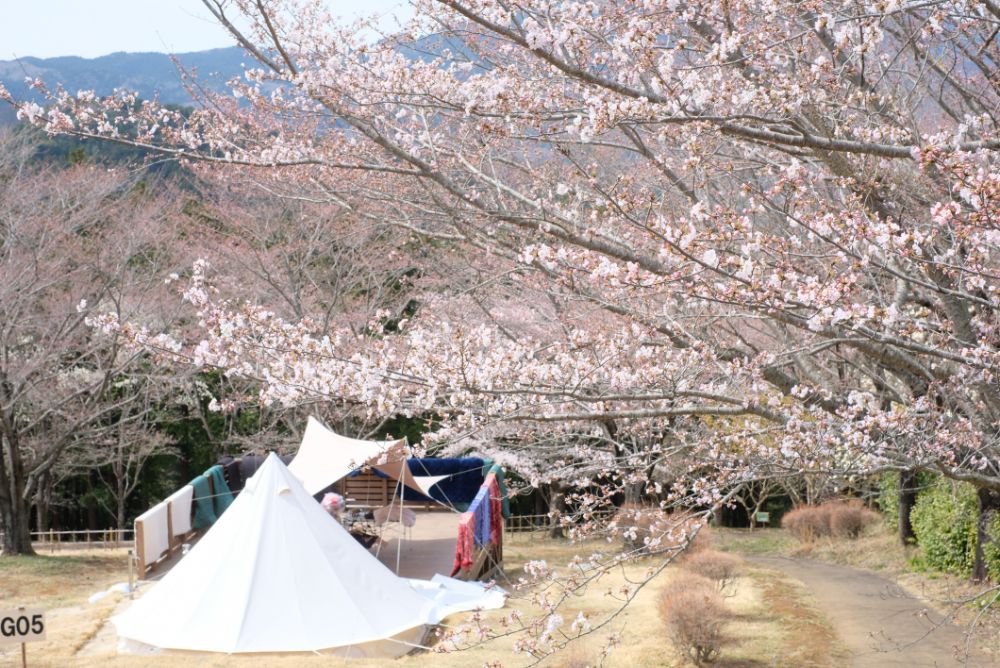 2022/03/28【開花状況】桜、ハクモクレン、ミツマタ、菜の花