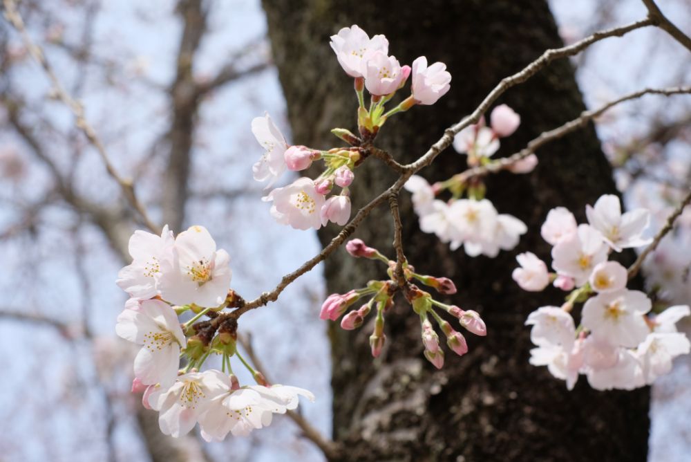 2022/03/28【開花状況】桜、ハクモクレン、ミツマタ、菜の花