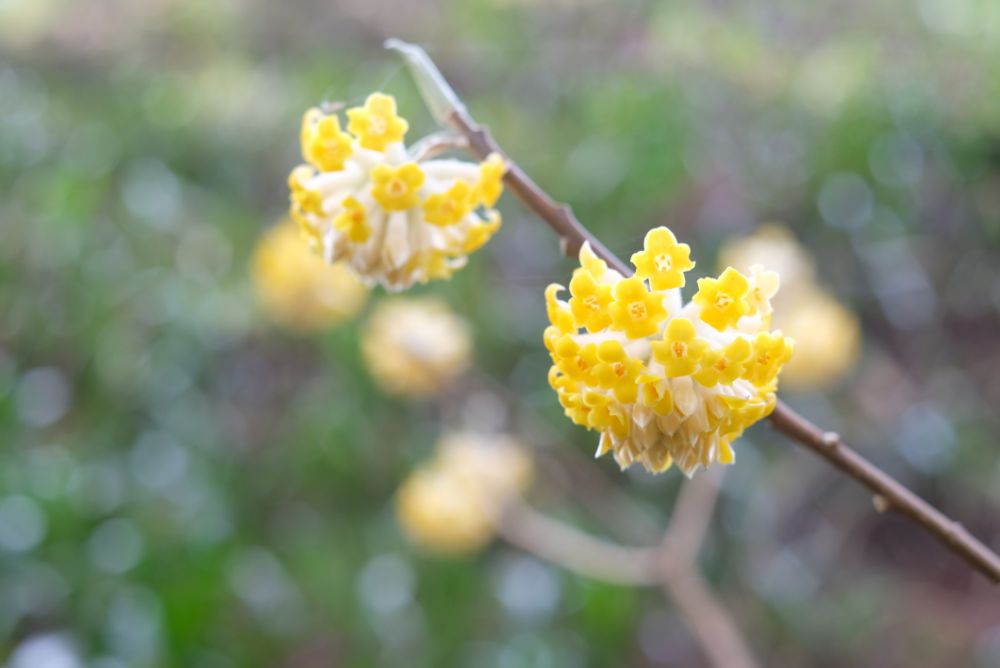 2022/03/28【開花状況】桜、ハクモクレン、ミツマタ、菜の花