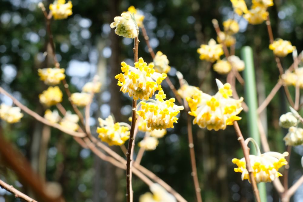 2022/03/28【開花状況】桜、ハクモクレン、ミツマタ、菜の花