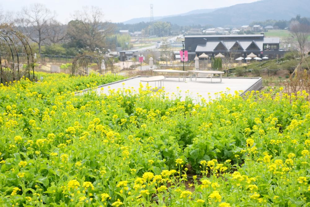 明日から「春」シーズン！ソメイヨシノに包まれる花やさと山