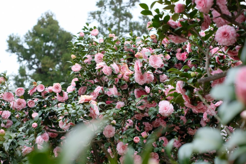 明日から「春」シーズン！ソメイヨシノに包まれる花やさと山