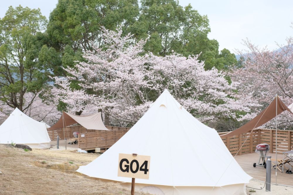 明日から「春」シーズン！ソメイヨシノに包まれる花やさと山