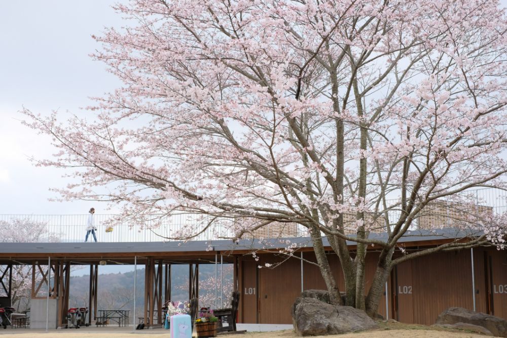 明日から「春」シーズン！ソメイヨシノに包まれる花やさと山