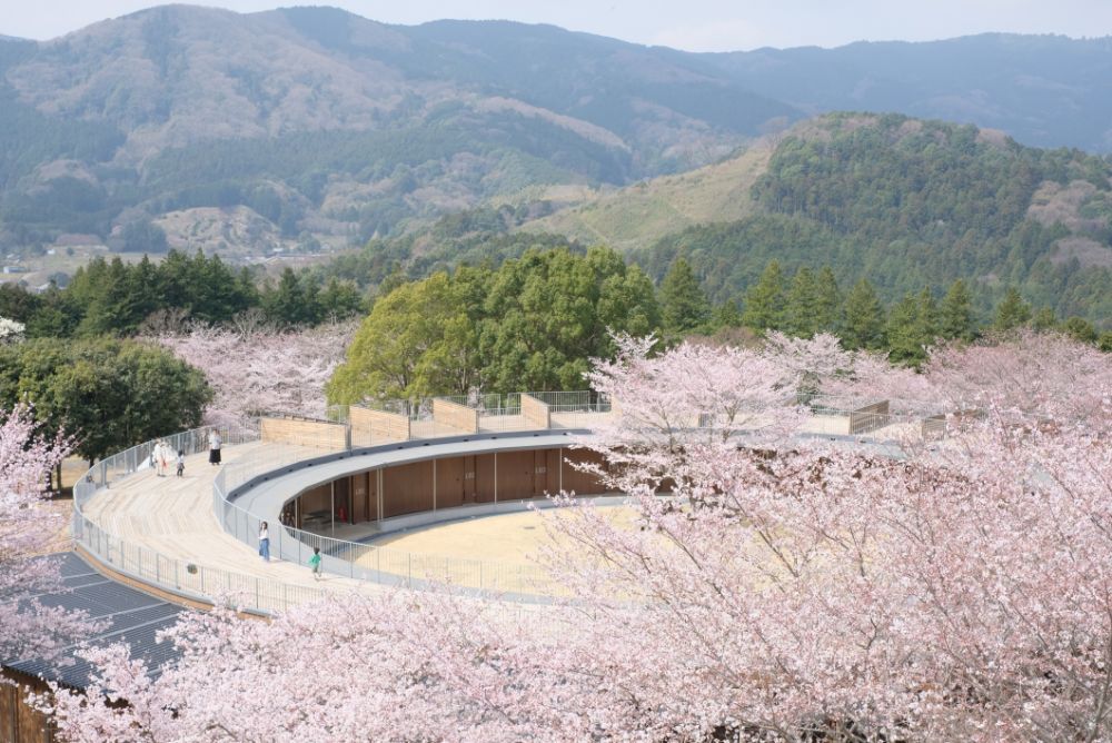 明日から「春」シーズン！ソメイヨシノに包まれる花やさと山