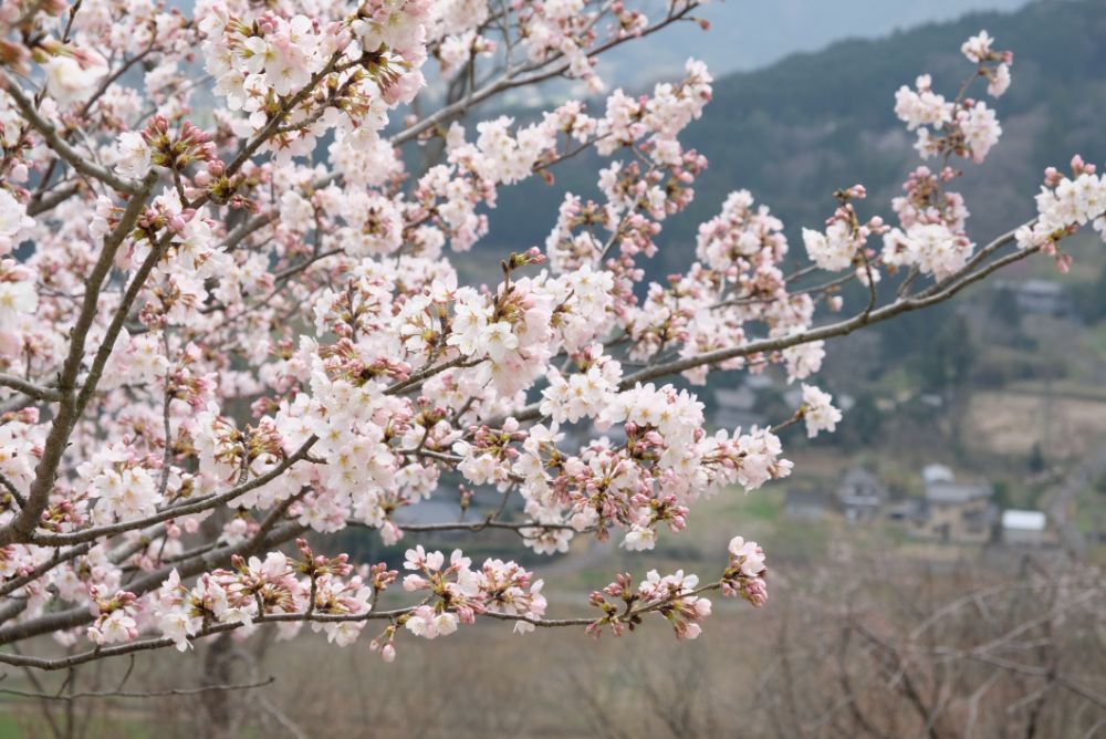 明日から「春」シーズン！ソメイヨシノに包まれる花やさと山