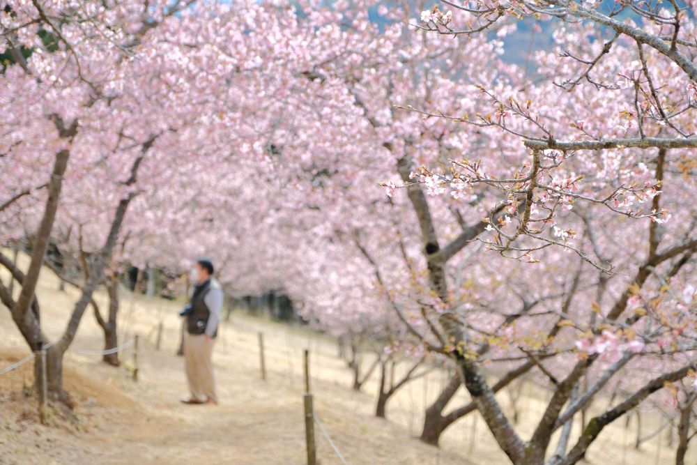 2022/03/11【開花状況】河津桜