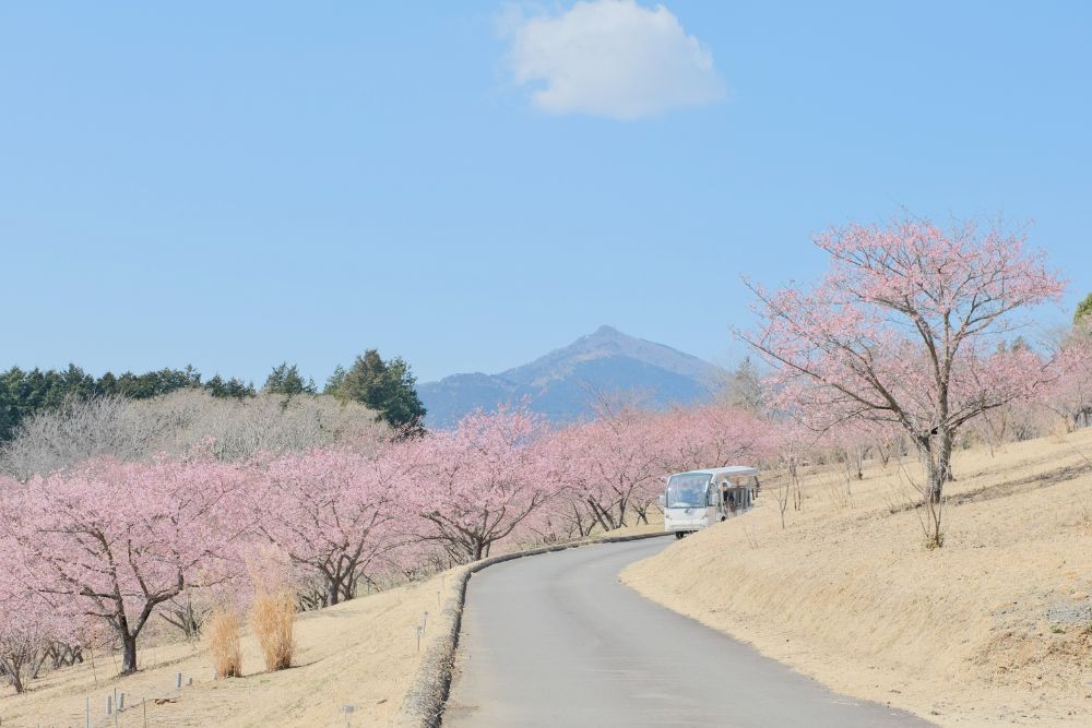 2022/03/11【開花状況】河津桜