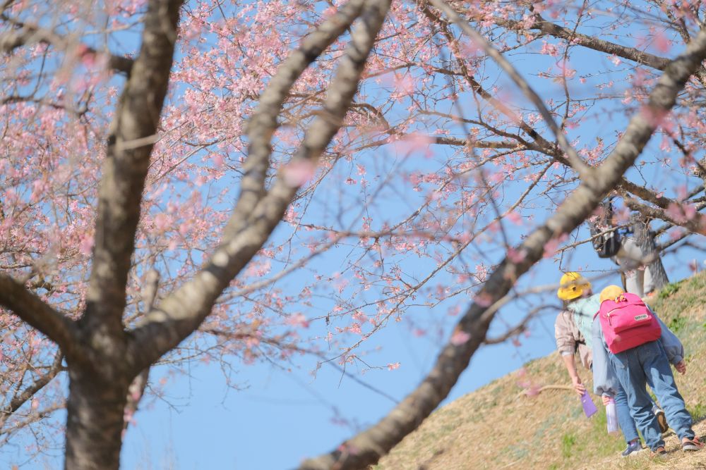 2022/03/11【開花状況】河津桜