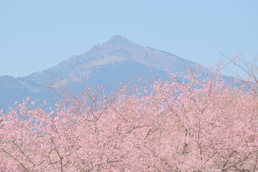 2022/03/11【開花状況】河津桜