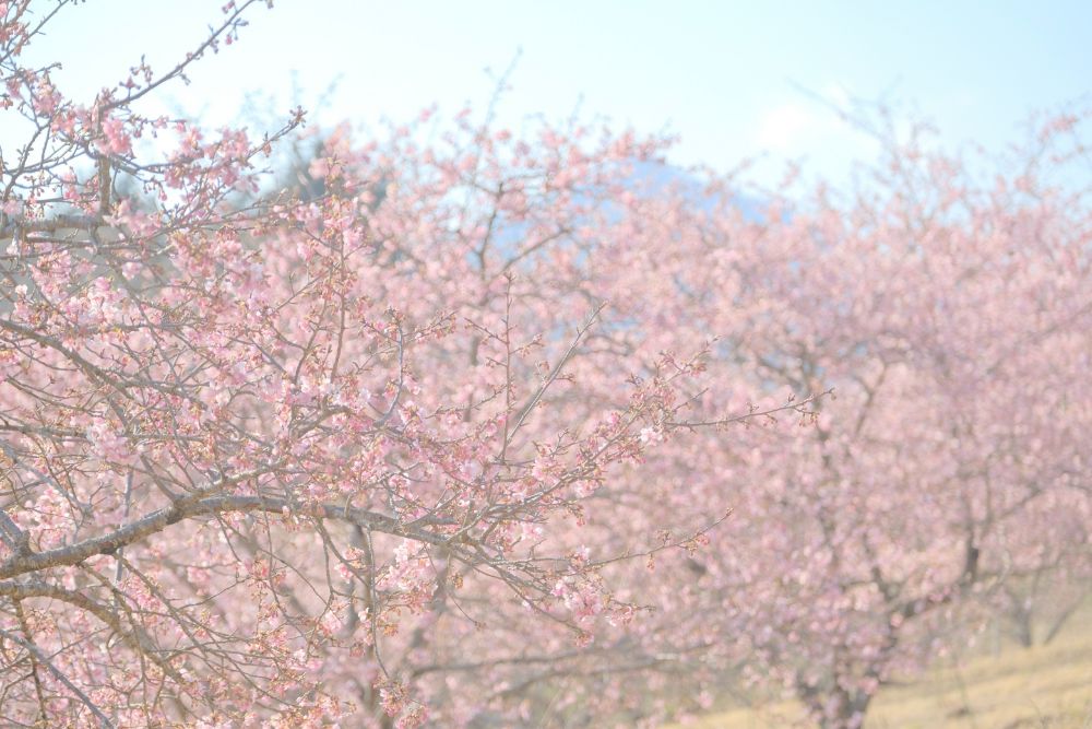 春の訪れを感じる園内