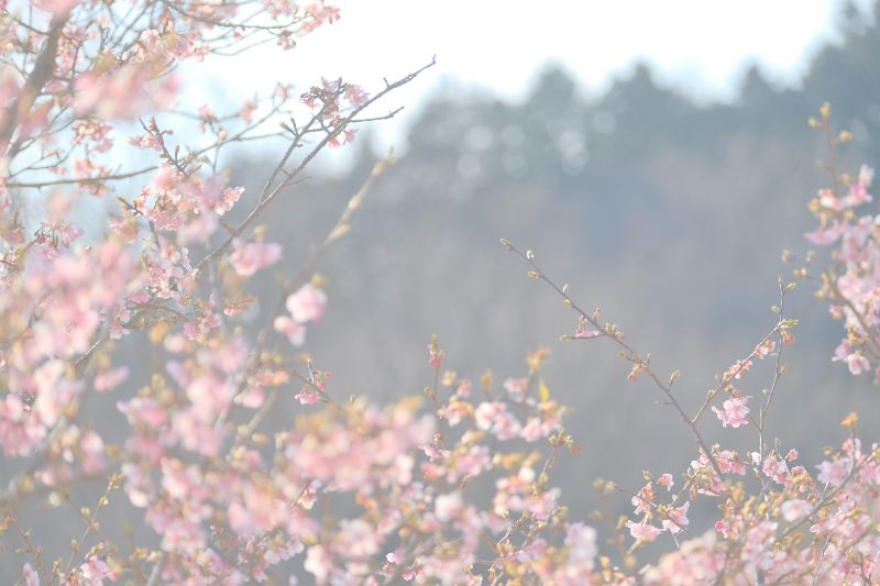 2022/03/15【開花状況】河津桜、梅、クリスマスローズ