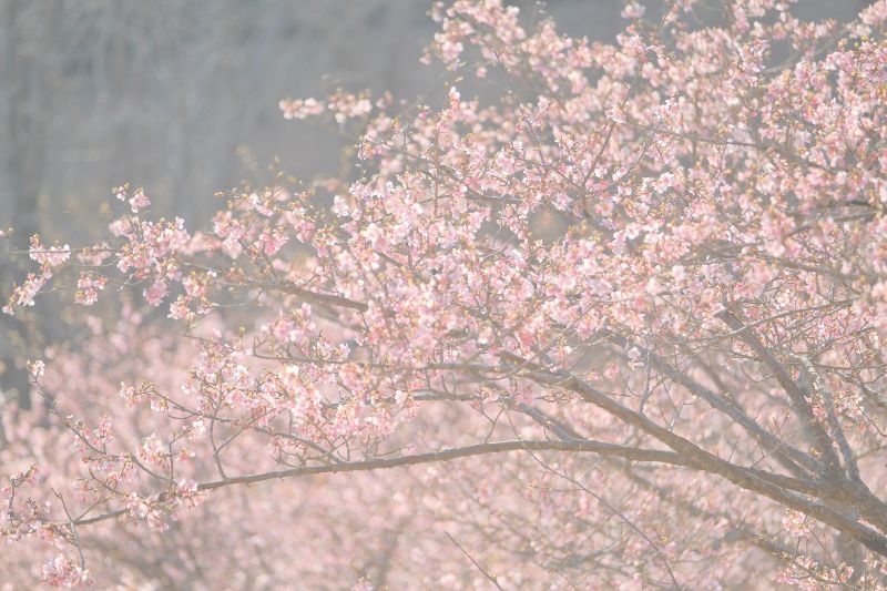 2022/03/15【開花状況】河津桜、梅、クリスマスローズ