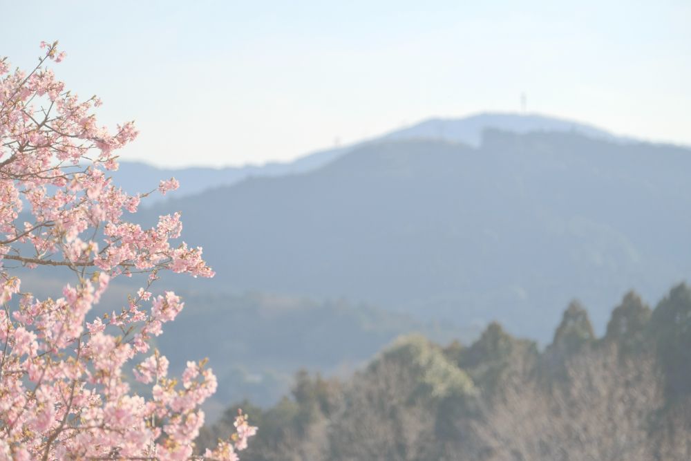 春の訪れを感じる園内