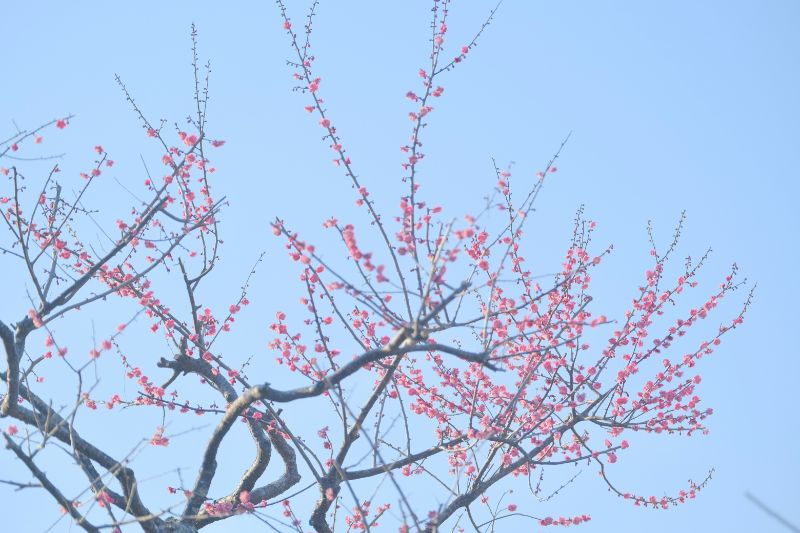 2022/03/15【開花状況】河津桜、梅、クリスマスローズ