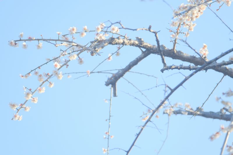 2022/03/15【開花状況】河津桜、梅、クリスマスローズ