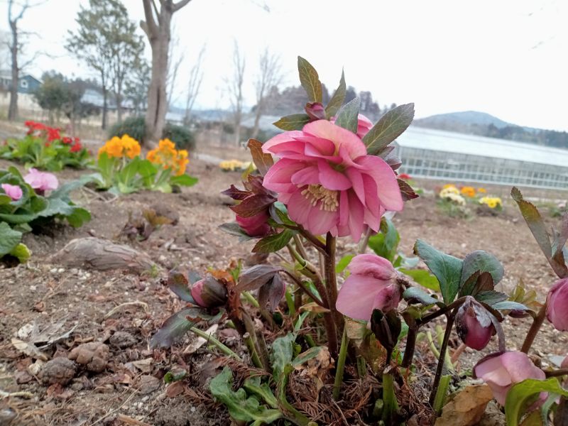 2022/03/15【開花状況】河津桜、梅、クリスマスローズ