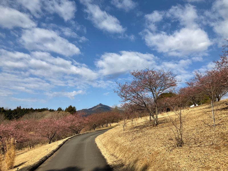 2022/03/04【開花状況】河津桜がようやく見ごろに！