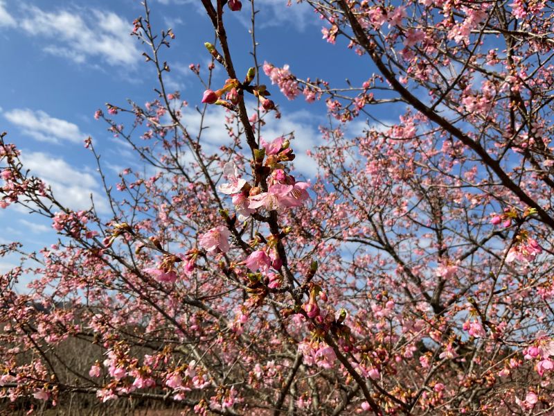 2022/03/04【開花状況】河津桜がようやく見ごろに！