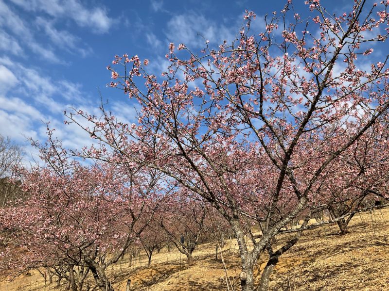 2022/03/04【開花状況】河津桜がようやく見ごろに！