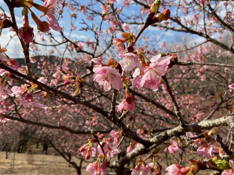 2022/03/04【開花状況】河津桜がようやく見ごろに！