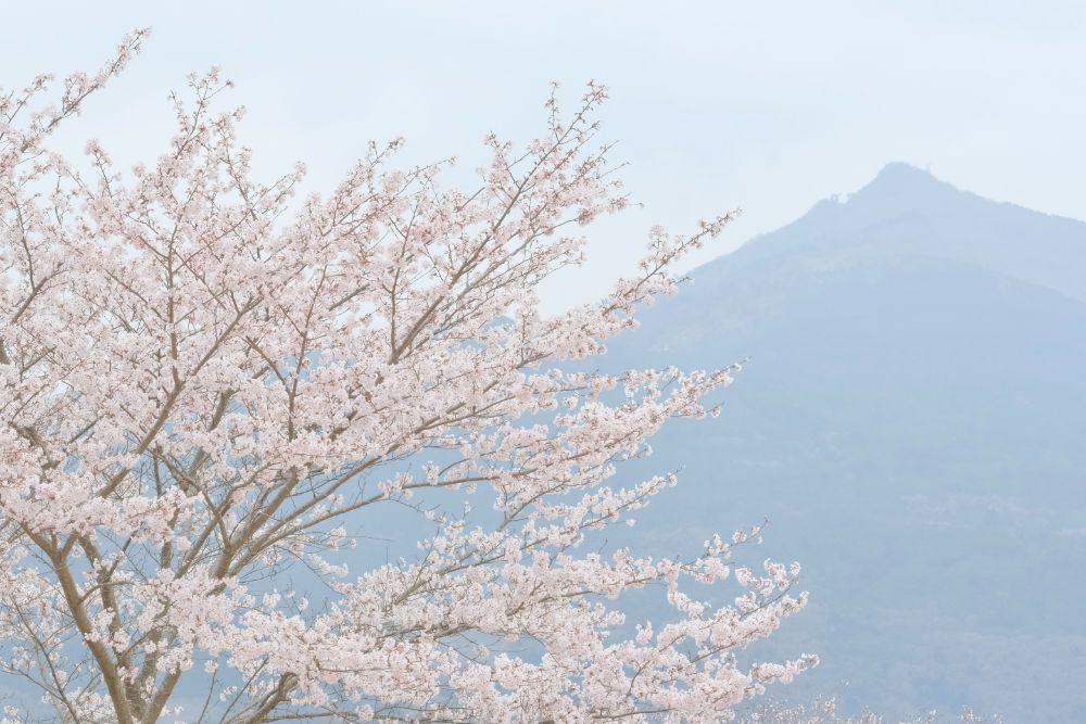 春爛漫！満開の桜に包まれ仲間と楽しむお花見キャンプ