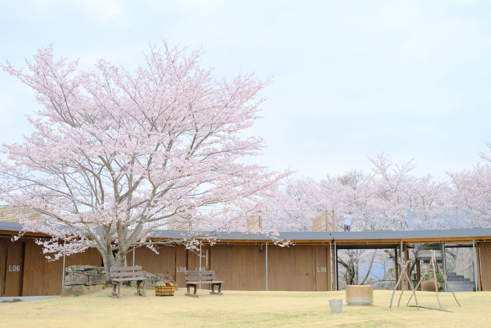 春爛漫！満開の桜に包まれ仲間と楽しむお花見キャンプ