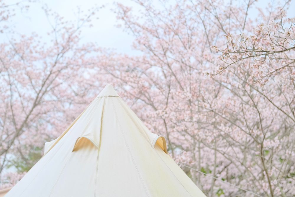 春爛漫！満開の桜に包まれ仲間と楽しむお花見キャンプ