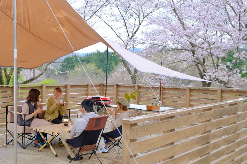 春爛漫！満開の桜に包まれ仲間と楽しむお花見キャンプ