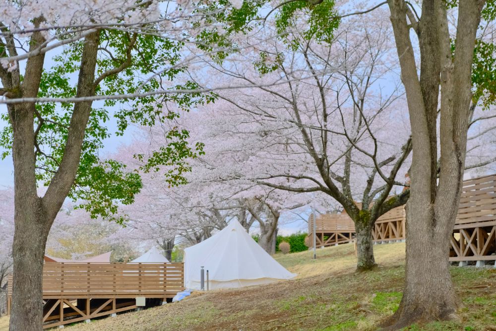春爛漫！満開の桜に包まれ仲間と楽しむお花見キャンプ