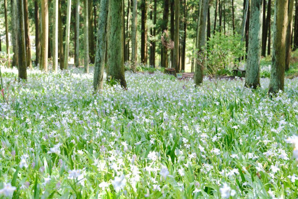 2022/4/23【開花状況】シャガ、西洋シャクナゲ、ヤマブキ