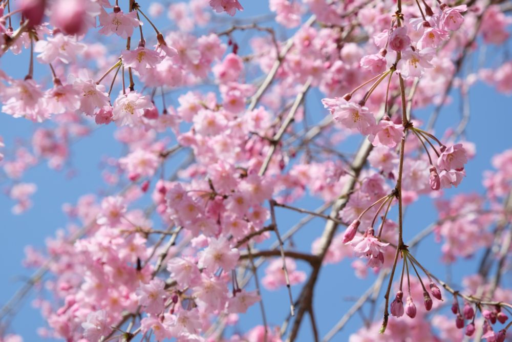 2022/4/7【開花状況】桜、ヨシノツツジ、スイセン、レンギョウ、ユキヤナギ