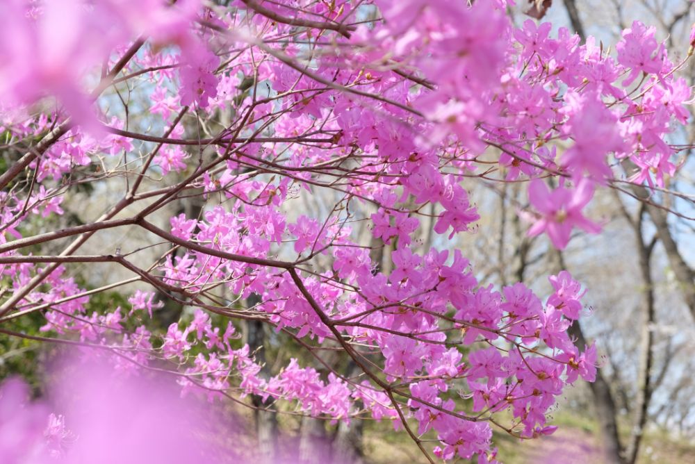 2022/4/7【開花状況】桜、ヨシノツツジ、スイセン、レンギョウ、ユキヤナギ