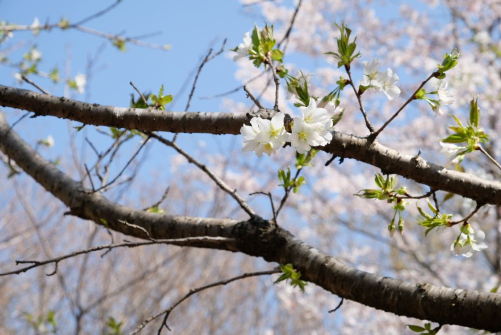 2022/4/7【開花状況】桜、ヨシノツツジ、スイセン、レンギョウ、ユキヤナギ