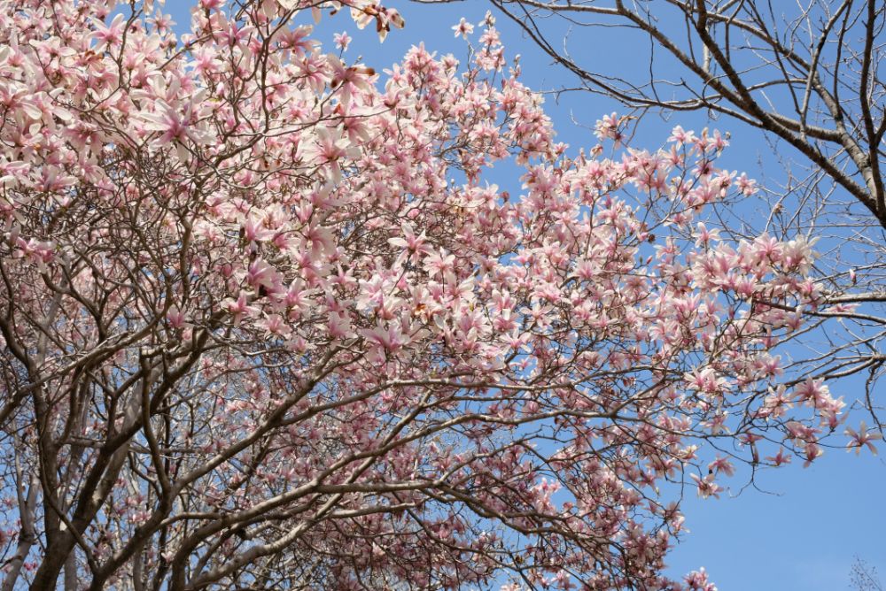 2022/4/7【開花状況】桜、ヨシノツツジ、スイセン、レンギョウ、ユキヤナギ